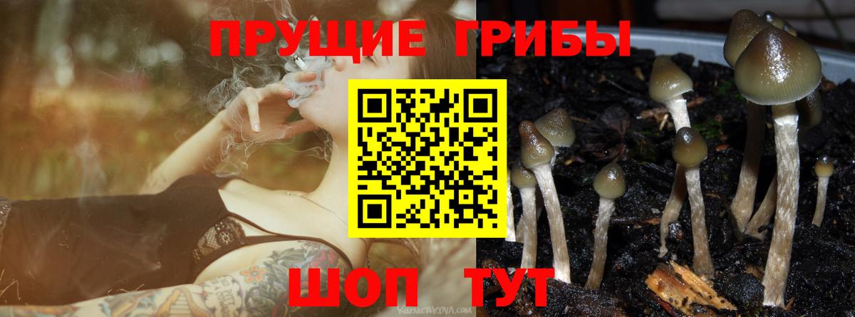 Кировск  что такое наркотик  Вход с VPN  Галлюциногенные грибы Psilocybe  Псилоцибиновые грибы Cubensis 